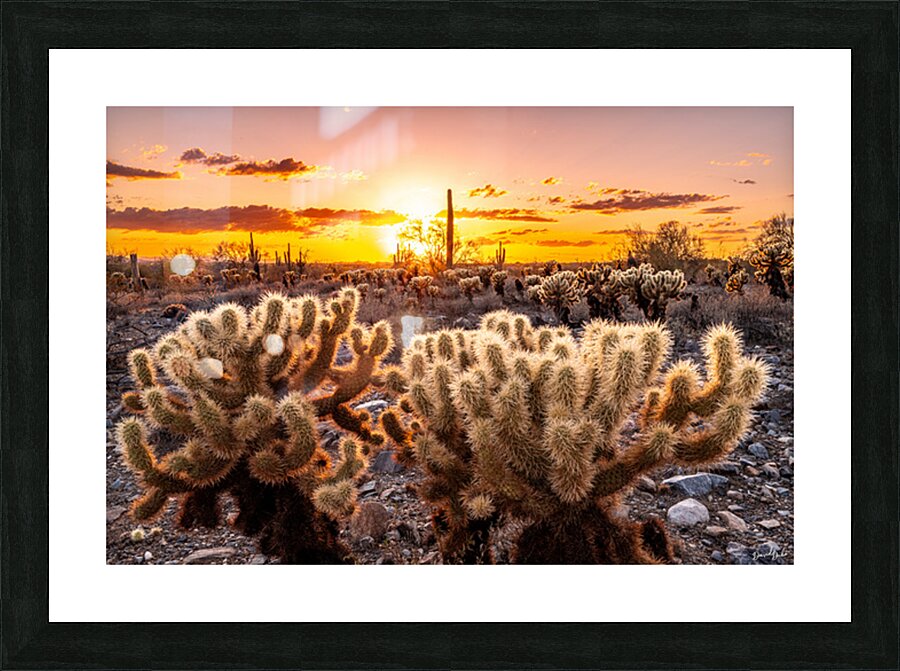 Through the Chollas Picture Frame print