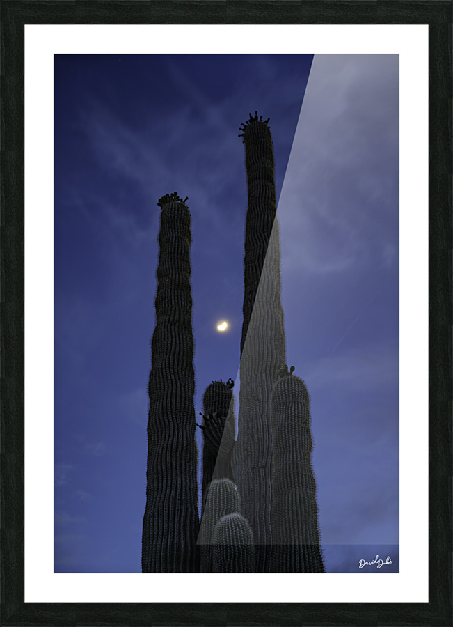 Moon Through Saguaro Trunks Picture Frame print
