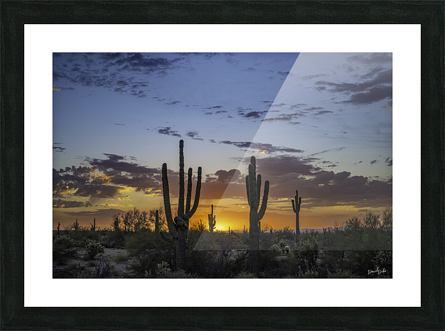 Saguaro Lineup Picture Frame print