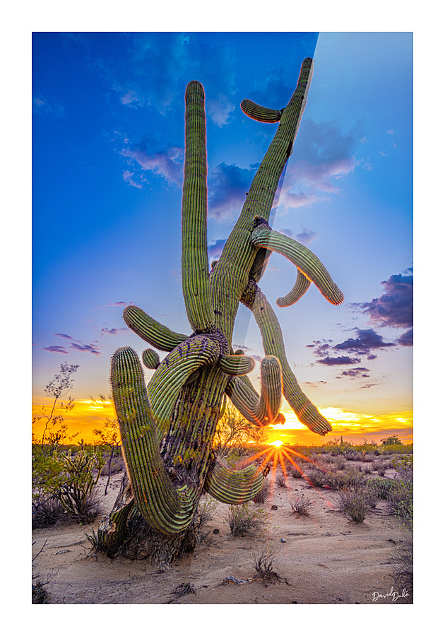 Tangled Sunset Picture Frame print