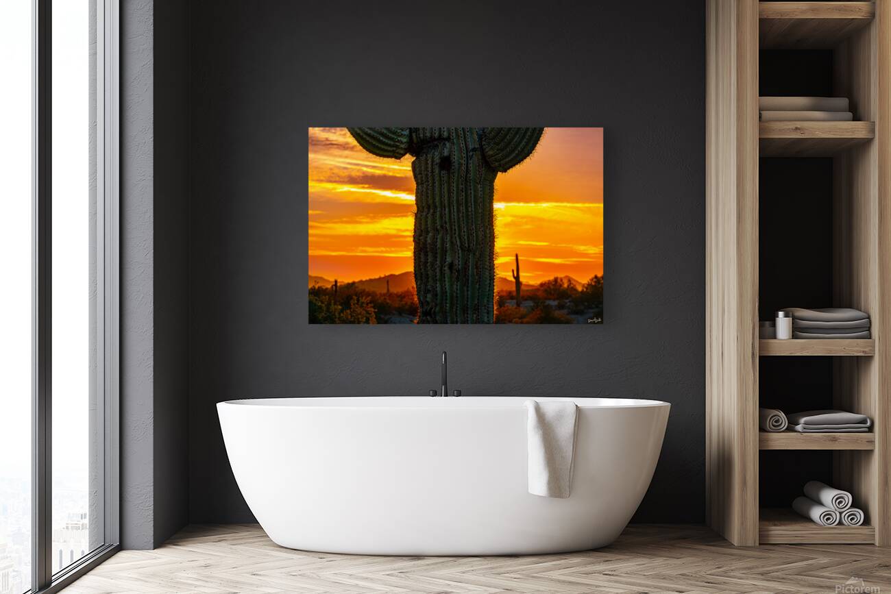 Sunset Saguaro Reproduction
