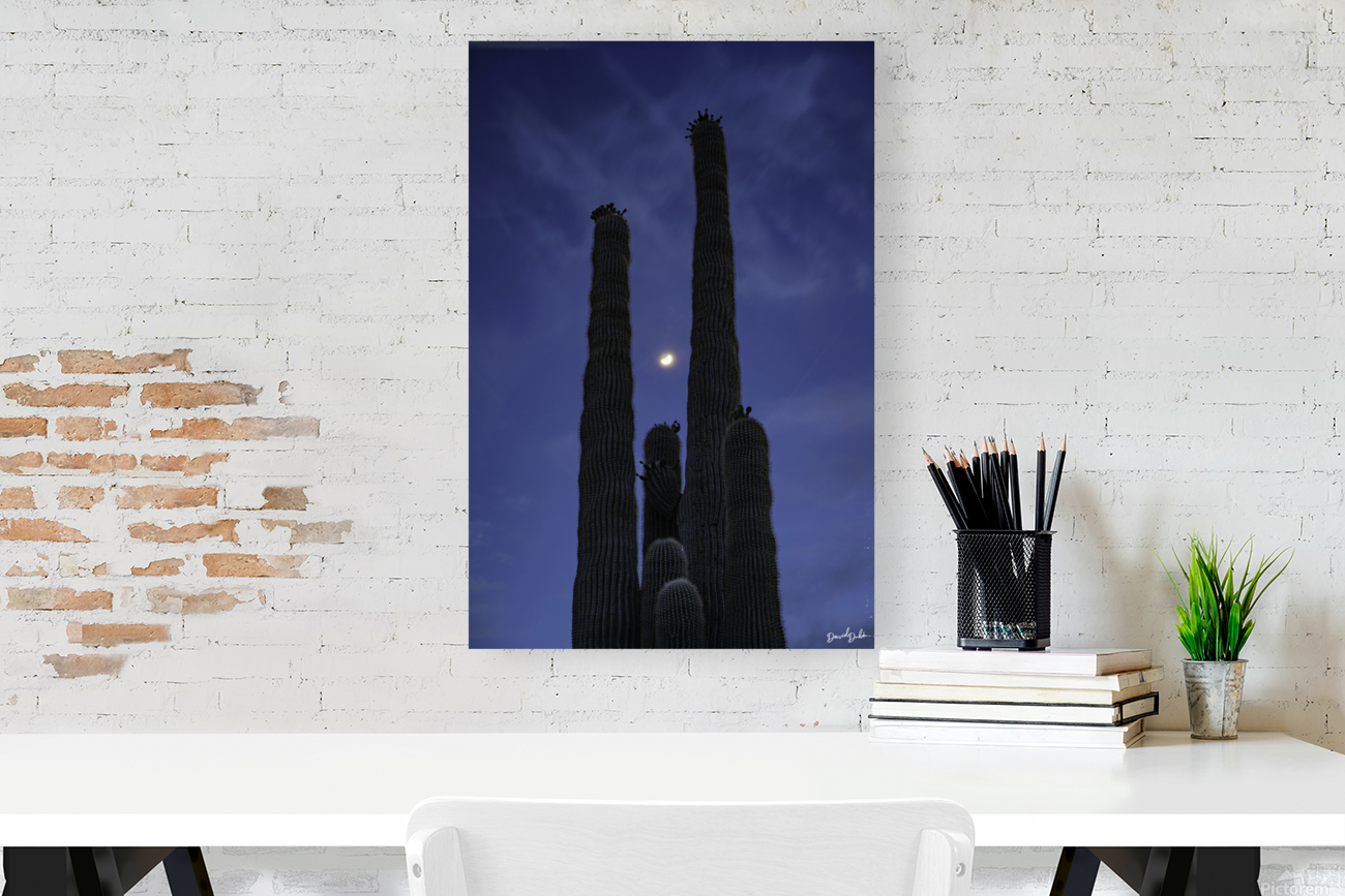 Moon Through Saguaro Trunks Reproduction