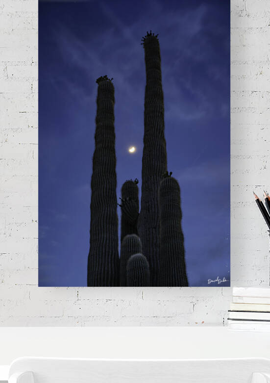 Moon Through Saguaro Trunks Reproduction