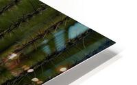 Cactus Fire HD Metal print