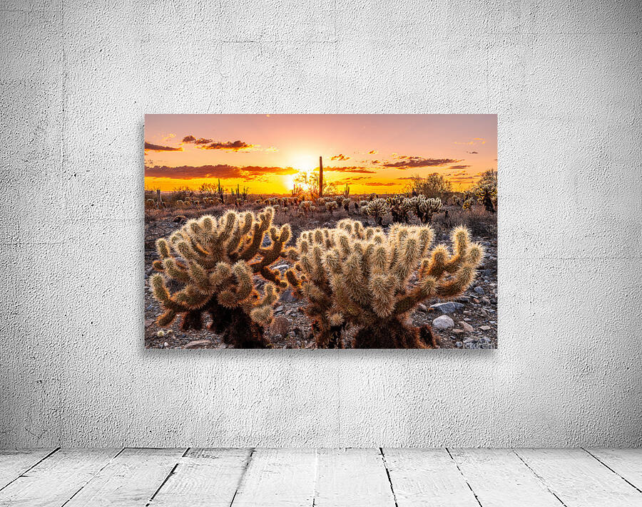 Through the Chollas Wall Preview