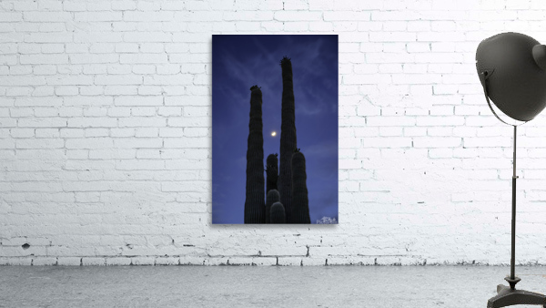 Moon Through Saguaro Trunks Wall Preview