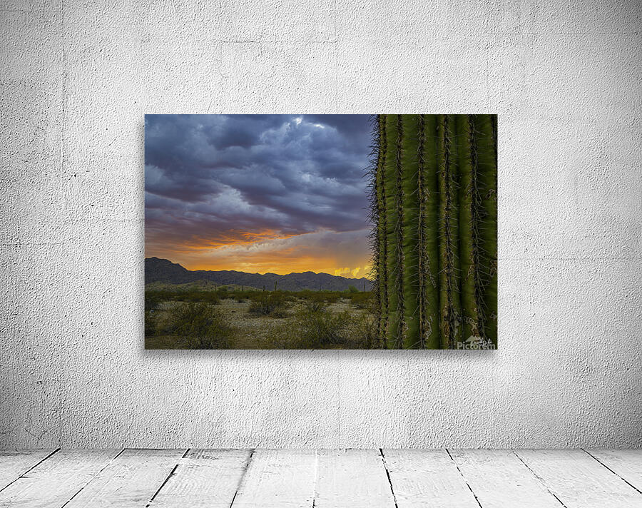 Cactus Fire Wall Preview