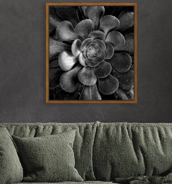 Aeonium Black and White by Jim Dodson