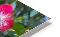 Pilosocereus 2 HD Metal print