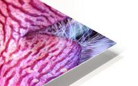 Stapelia HD Metal print