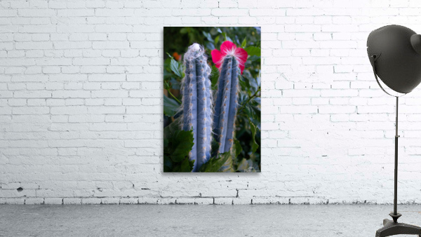 Pilosocereus 2 Wall Preview