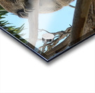 Koala - Dreaming Acrylic print