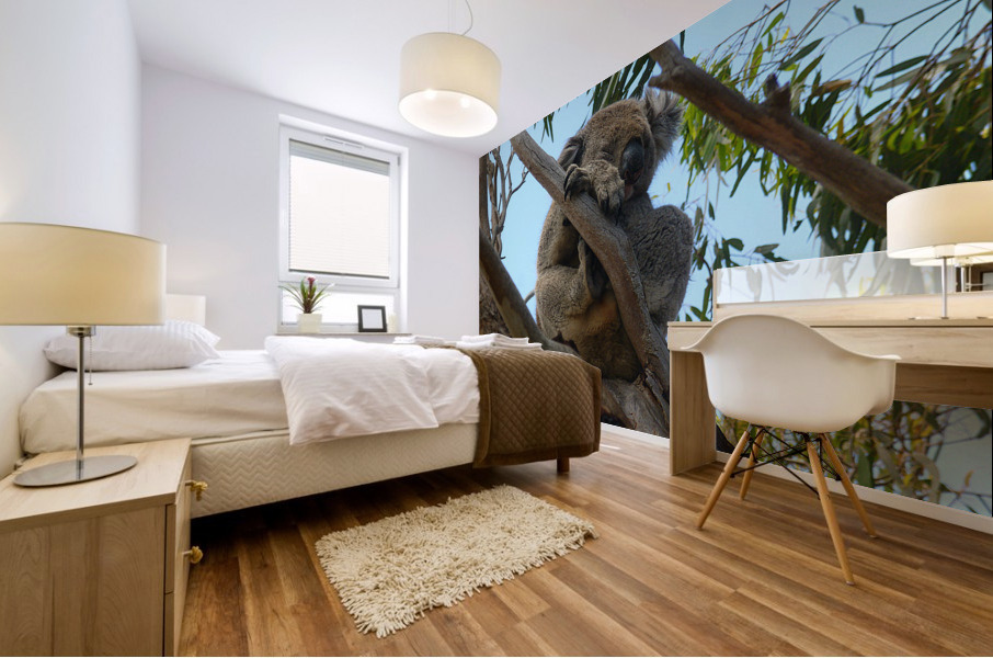 Koala - Dreaming Mural print