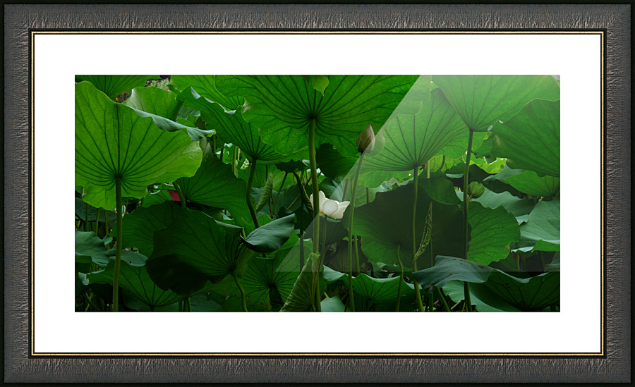 Under the Lotus Leaves Picture Frame print