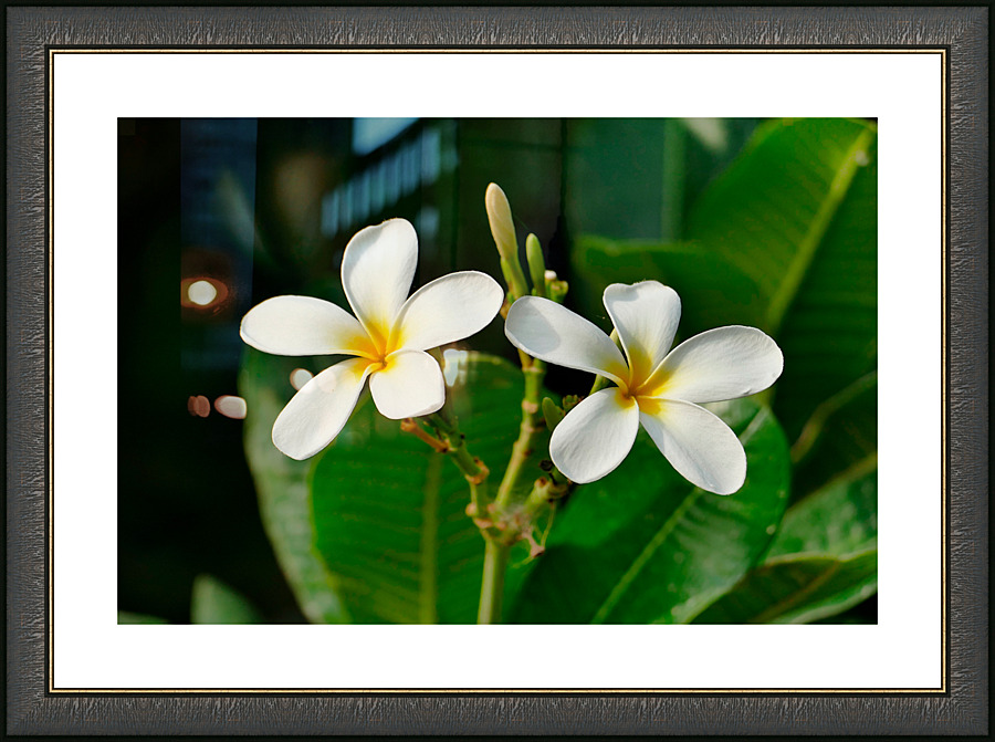 White Frangipani Picture Frame print