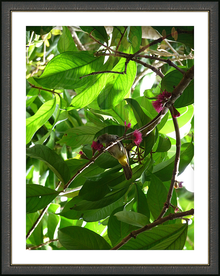Lunchtime at the Tree Picture Frame print