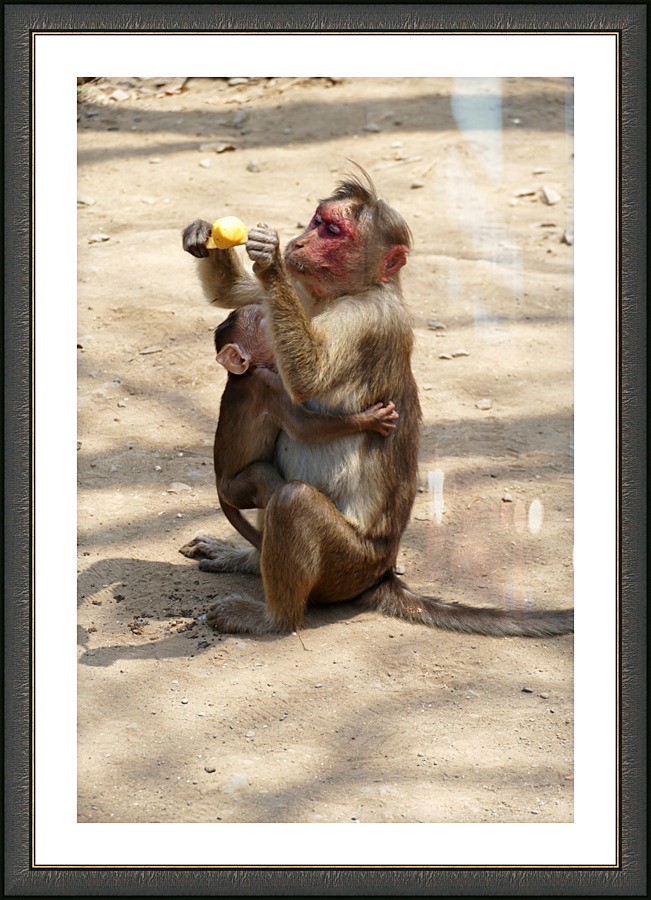 Monkey - Mothers Breakfast Picture Frame print