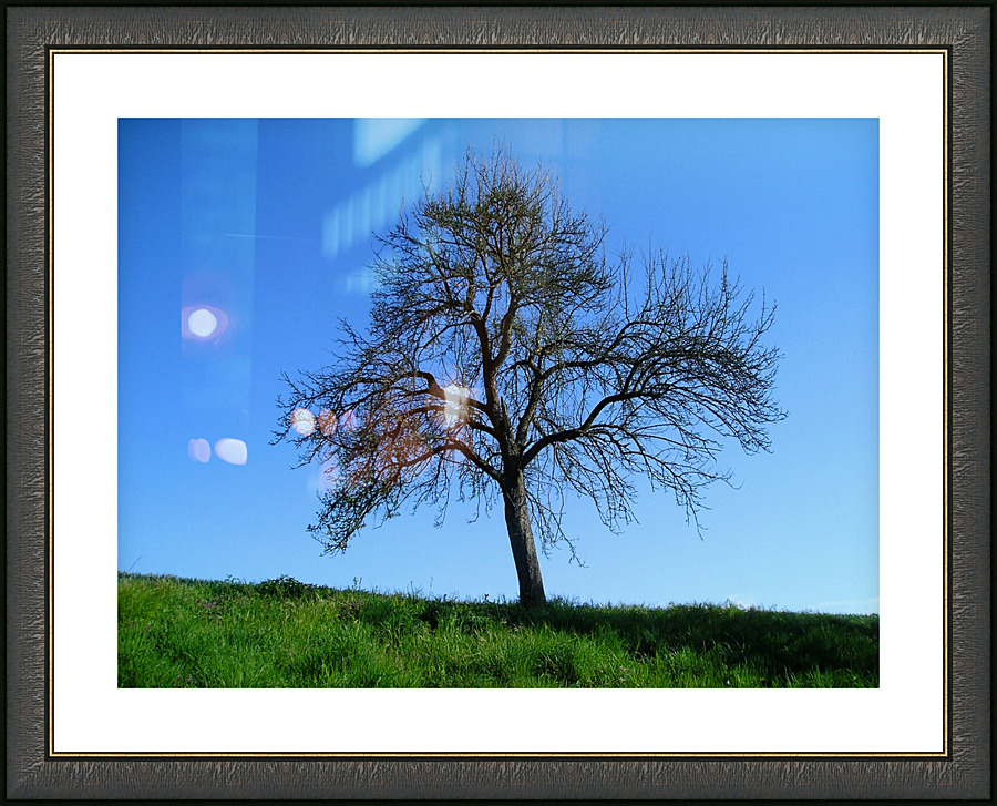 Lonely Tree in Spring Picture Frame print