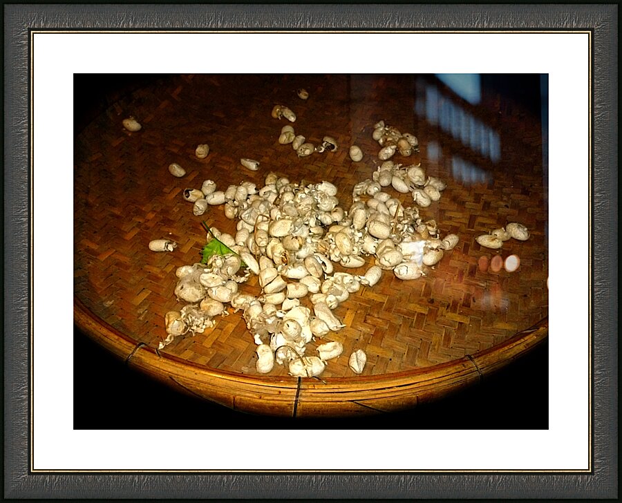 Silkworm Cocoons Picture Frame print