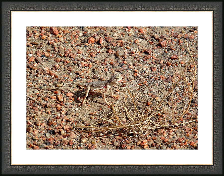 Gecko in Gobi Picture Frame print