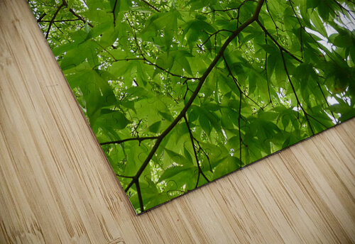 Tree Canopy Birgit Moldenhauer puzzle