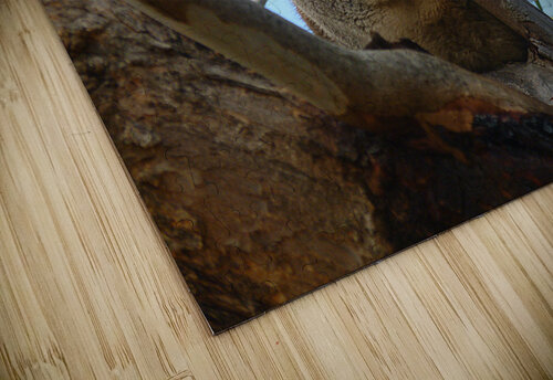 Koala - Dreaming Birgit Moldenhauer puzzle