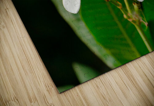 White Frangipani Birgit Moldenhauer puzzle