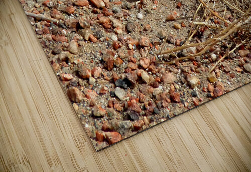 Gecko in Gobi Birgit Moldenhauer puzzle