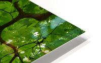 Tree Canopy HD Metal print