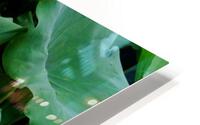 Blooming Soon HD Metal print