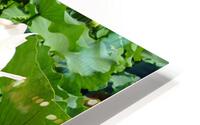 White Lotus Flower HD Metal print
