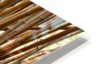 Old Bamboo HD Metal print