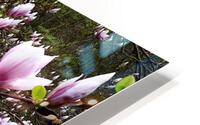 Magnolia Garden HD Metal print