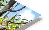 Koala - Sleeping HD Metal print