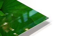 Under the Lotus Leaves HD Metal print