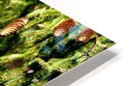 Pinecones HD Metal print