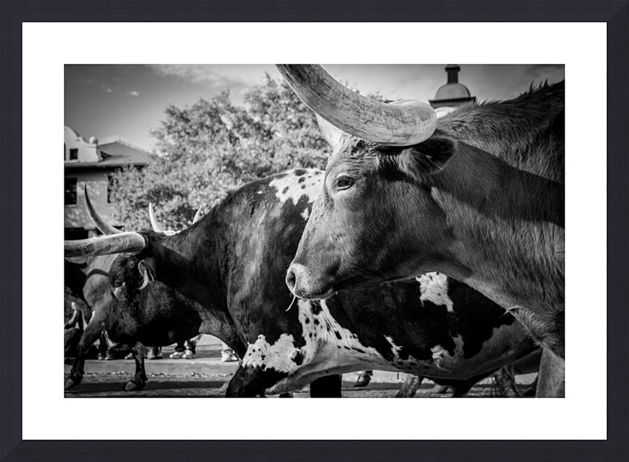 texas longhorn  horizontal 817 Steer 13k Picture Frame print