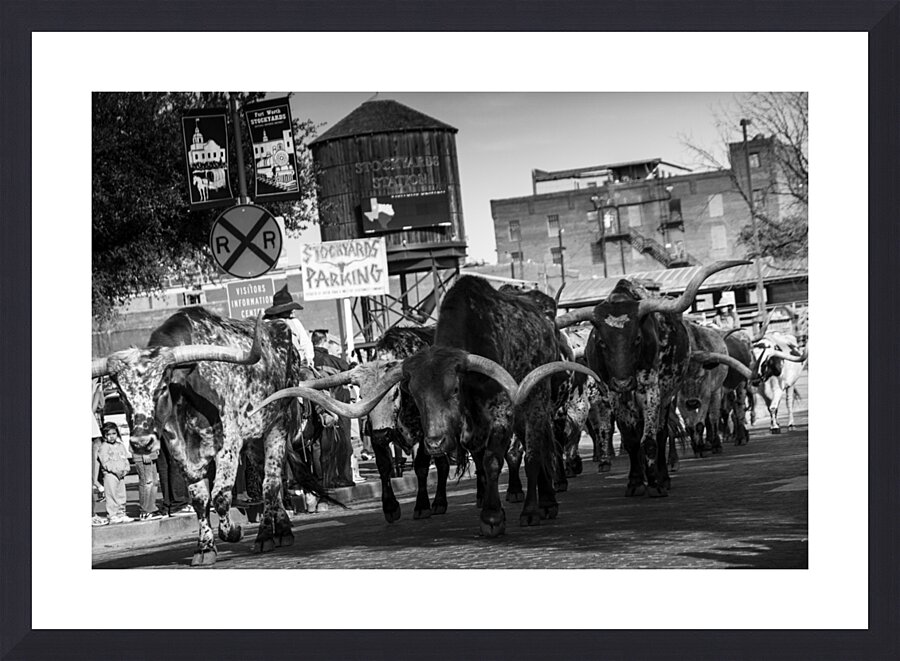 stockyard cattle drive  horizontal 803 Drive 13k. Picture Frame print