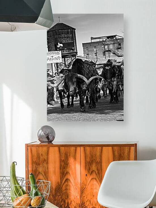 stockyard cattle drive  vertical 803 Drive 13k.jp by Black And White