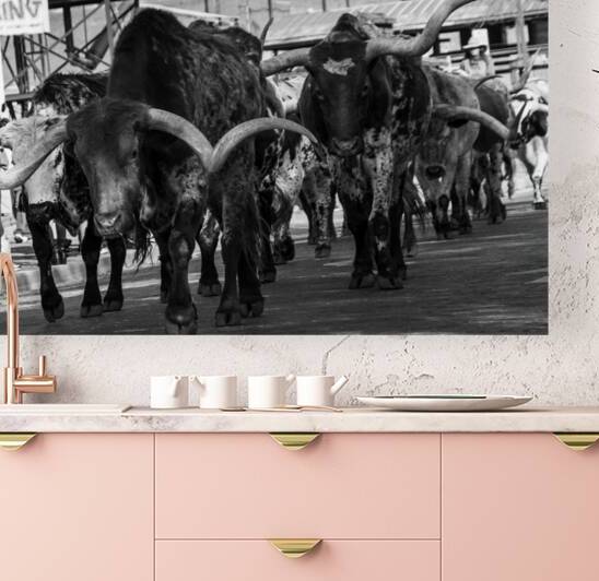 stockyard cattle drive  square 803 Drive 13k by Black And White