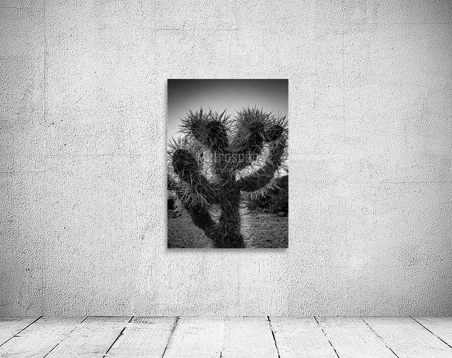 cholla cactus at dusk  vertical 1955 Cholla 13k.j Wall Preview