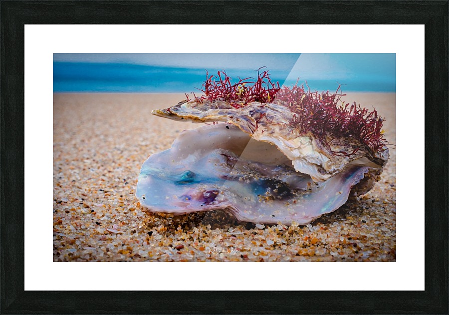 Conquillage Picture Frame print