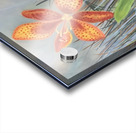 Tiger Lily Acrylic print