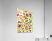 Abstract Circles In Ocre Acrylic Print