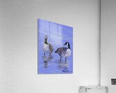 2 Geese Acrylic Print