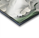 Georgia OKeeffe - The White Calico Flower .1931 Acrylic print