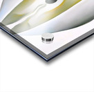 Georgia OKeeffe - Slightly Open Clam Shell 1926 Acrylic print