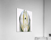 Georgia OKeeffe - Slightly Open Clam Shell 1926 Acrylic Print