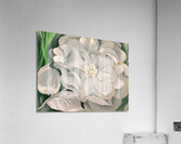 Georgia OKeeffe - The White Calico Flower  Acrylic Print