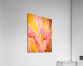 Georgia OKeeffe - Red Canna 1924 Acrylic Print